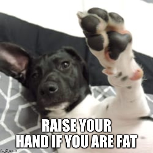 Dog Memes | RAISE YOUR HAND IF YOU ARE FAT | image tagged in dog memes | made w/ Imgflip meme maker