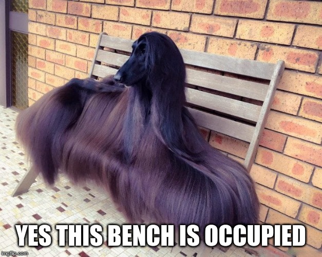 Dog Memes | YES THIS BENCH IS OCCUPIED | image tagged in dog memes | made w/ Imgflip meme maker