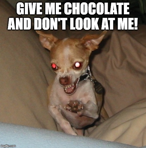angry chihuahua | GIVE ME CHOCOLATE AND DON'T LOOK AT ME! | image tagged in angry chihuahua | made w/ Imgflip meme maker