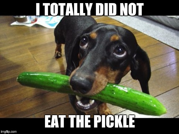 Pickle dog | I TOTALLY DID NOT; EAT THE PICKLE | image tagged in awkward moment sealion | made w/ Imgflip meme maker