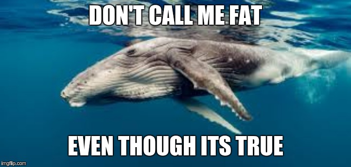 Fatty | DON'T CALL ME FAT; EVEN THOUGH ITS TRUE | image tagged in funny memes | made w/ Imgflip meme maker