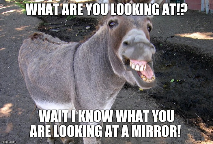 Stupid donkey | WHAT ARE YOU LOOKING AT!? WAIT I KNOW WHAT YOU ARE LOOKING AT A MIRROR! | image tagged in bad luck brian | made w/ Imgflip meme maker