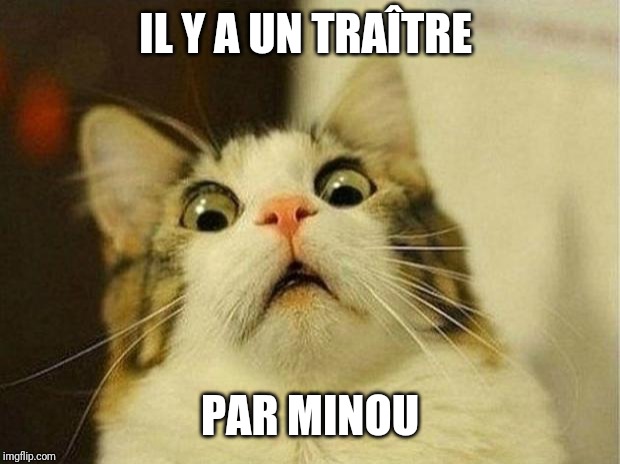 Scared Cat Meme | IL Y A UN TRAÎTRE; PAR MINOU | image tagged in memes,scared cat | made w/ Imgflip meme maker
