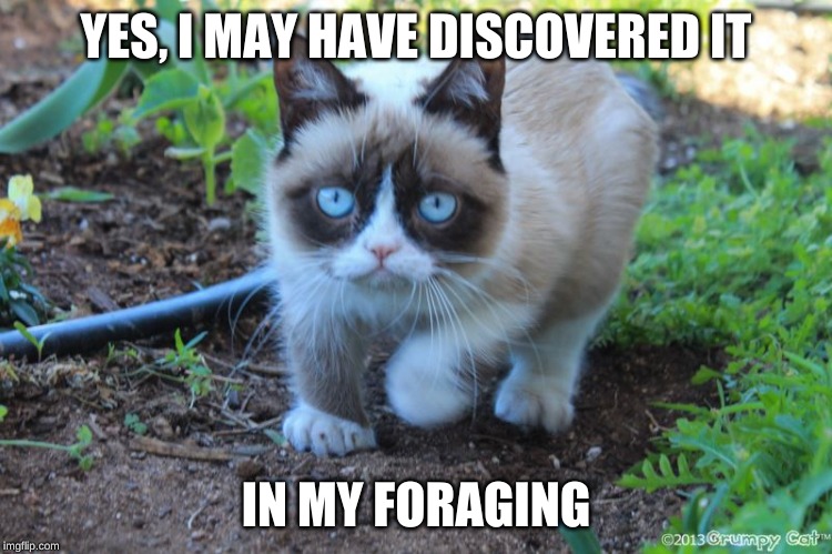 grumpy cat outside | YES, I MAY HAVE DISCOVERED IT IN MY FORAGING | image tagged in grumpy cat outside | made w/ Imgflip meme maker