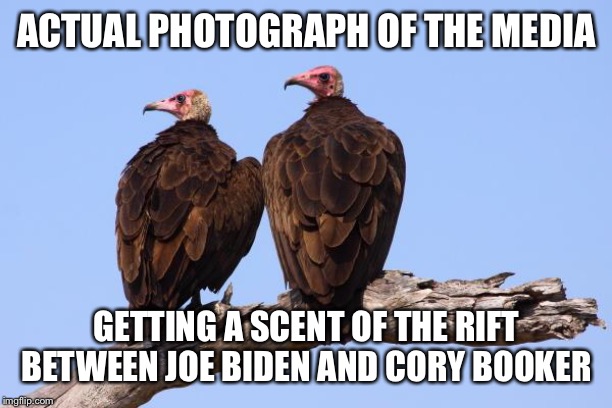 The Media | ACTUAL PHOTOGRAPH OF THE MEDIA; GETTING A SCENT OF THE RIFT BETWEEN JOE BIDEN AND CORY BOOKER | image tagged in vultures,media,politics | made w/ Imgflip meme maker