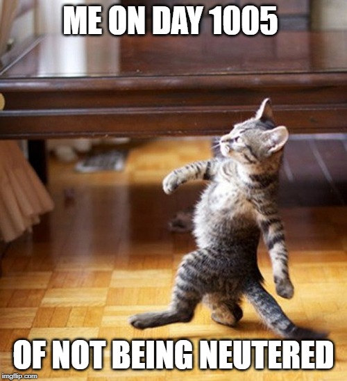Lucky Cat | ME ON DAY 1005; OF NOT BEING NEUTERED | image tagged in cat walking like a boss | made w/ Imgflip meme maker