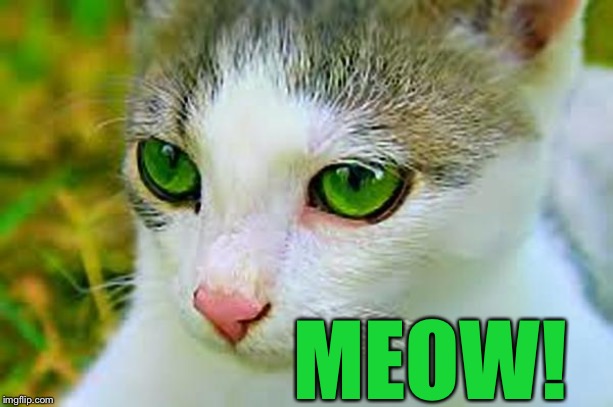 Meow’Dib (600px) | MEOW! | image tagged in meowdib 600px | made w/ Imgflip meme maker