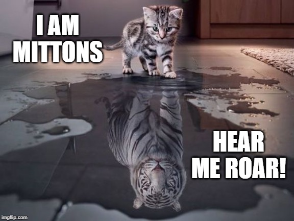 I AM MITTONS; HEAR ME ROAR! | I AM MITTONS; HEAR ME ROAR! | image tagged in cats,roar | made w/ Imgflip meme maker