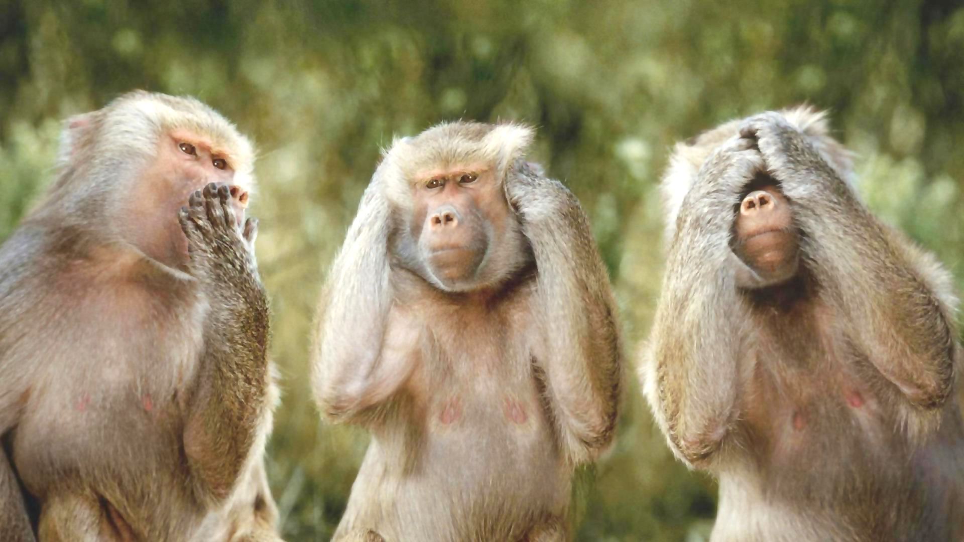 3 Monkeys Blank Meme Template
