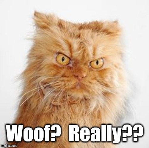 mean cat | Woof?  Really?? | image tagged in mean cat | made w/ Imgflip meme maker