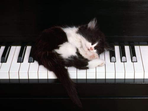 image tagged in animals,cats,kittens