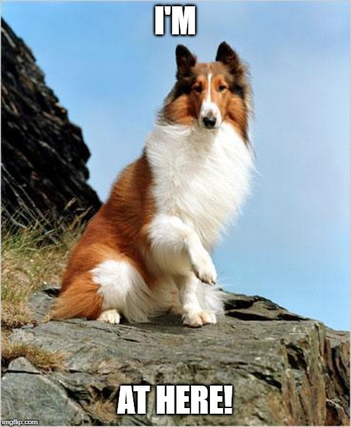 Lassie | I'M AT HERE! | image tagged in lassie | made w/ Imgflip meme maker