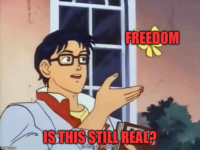 ANIME BUTTERFLY MEME | FREEDOM IS THIS STILL REAL? | image tagged in anime butterfly meme | made w/ Imgflip meme maker