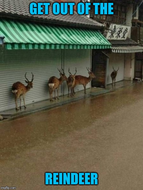 Rain, dear | GET OUT OF THE; REINDEER | image tagged in homonyms | made w/ Imgflip meme maker