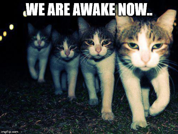 Wrong Neighboorhood Cats Meme | WE ARE AWAKE NOW.. | image tagged in memes,wrong neighboorhood cats | made w/ Imgflip meme maker