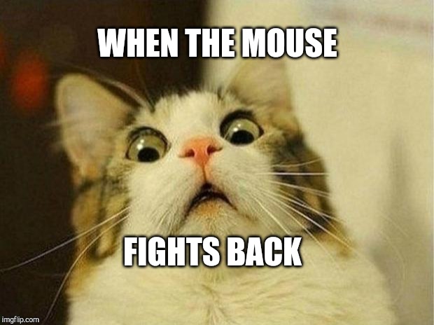 Scared Cat | WHEN THE MOUSE; FIGHTS BACK | image tagged in memes,scared cat | made w/ Imgflip meme maker