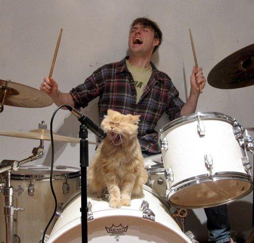 image tagged in funny,cats