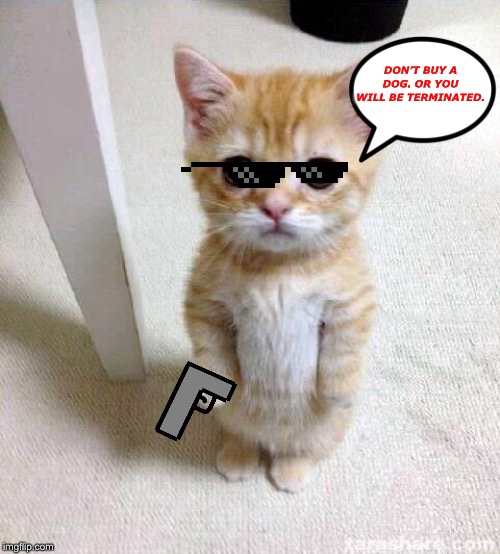 No Dog! | DON’T BUY A DOG. OR YOU WILL BE TERMINATED. | image tagged in memes,cute cat | made w/ Imgflip meme maker