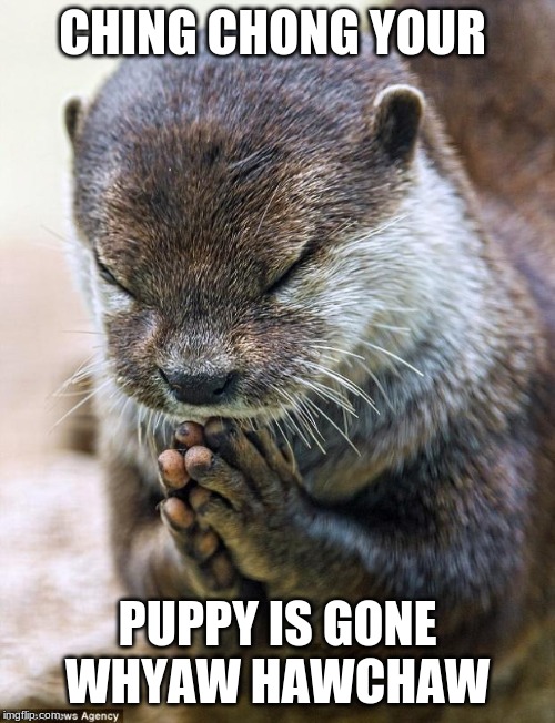 Ching Chong | CHING CHONG YOUR; PUPPY IS GONE WHYAW HAWCHAW | image tagged in thank you lord otter,china | made w/ Imgflip meme maker