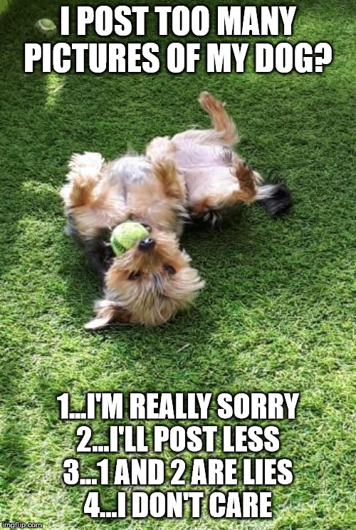 I POST TOO MANY PICTURES OF MY DOG? 1...I'M REALLY SORRY
2...I'LL POST LESS
3...1 AND 2 ARE LIES
4...I DON'T CARE | image tagged in dogs | made w/ Imgflip meme maker