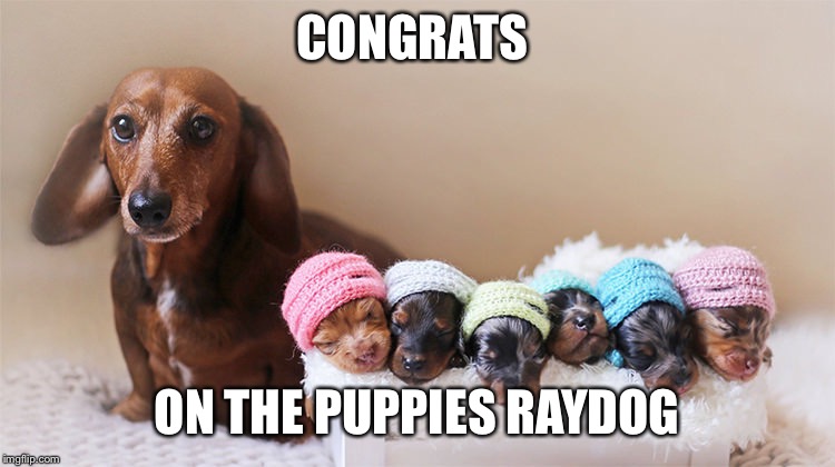 CONGRATS; ON THE PUPPIES RAYDOG | image tagged in puppies,raydog | made w/ Imgflip meme maker