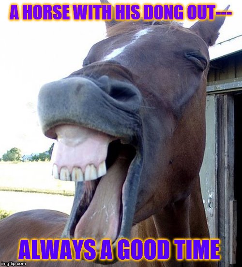 Funny Horse Face | A HORSE WITH HIS DONG OUT--- ALWAYS A GOOD TIME | image tagged in funny horse face | made w/ Imgflip meme maker
