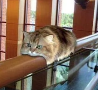 Monorail cat Blank Meme Template