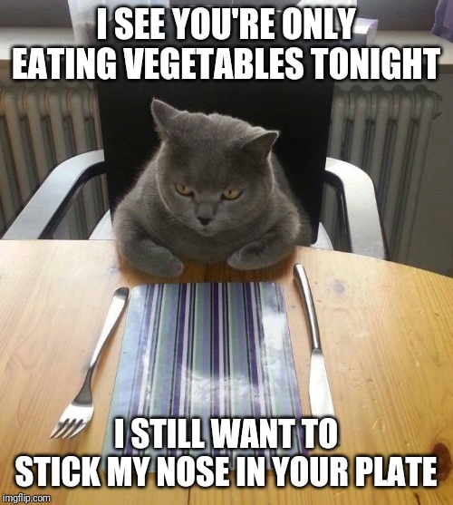 Then I'll look at you disdainfully, LOL | I SEE YOU'RE ONLY EATING VEGETABLES TONIGHT; I STILL WANT TO STICK MY NOSE IN YOUR PLATE | image tagged in hungry cat,food,disdain,vegetarian,cats | made w/ Imgflip meme maker