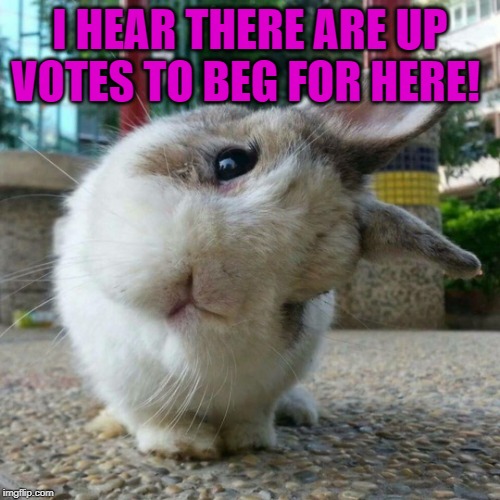 Cute Bunny | I HEAR THERE ARE UP VOTES TO BEG FOR HERE! | image tagged in cute bunny,nixieknox,memes | made w/ Imgflip meme maker