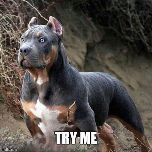 big dog | TRY ME | image tagged in big dog | made w/ Imgflip meme maker