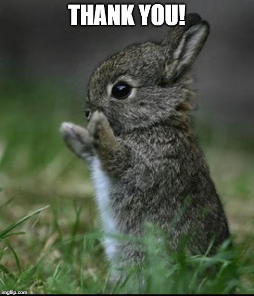 Cute Bunny | THANK YOU! | image tagged in cute bunny | made w/ Imgflip meme maker