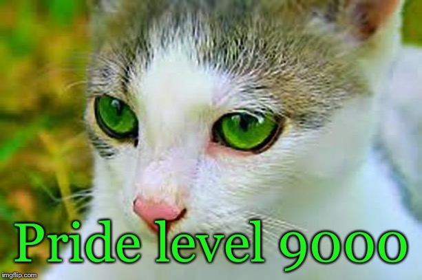 Meow’Dib (600px) | Pride level 9000 | image tagged in meowdib 600px | made w/ Imgflip meme maker
