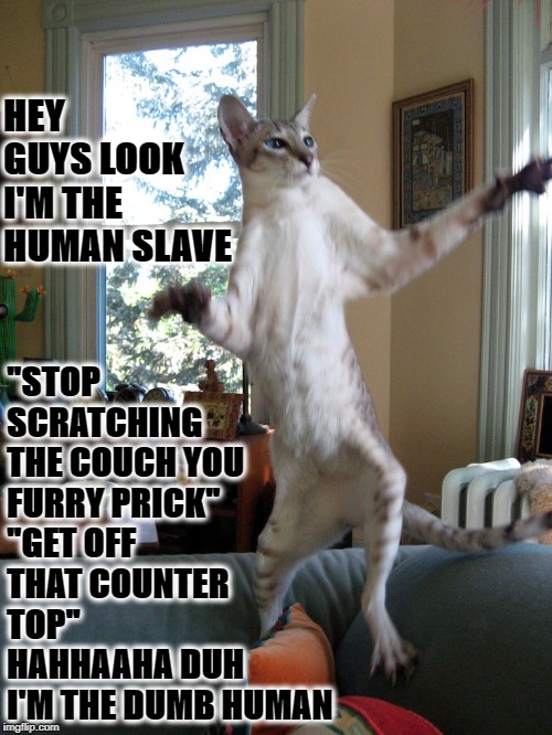 MOCKER CAT | "STOP SCRATCHING THE COUCH YOU FURRY PRICK" "GET OFF THAT COUNTER TOP" HAHHAAHA DUH I'M THE DUMB HUMAN; HEY GUYS LOOK I'M THE HUMAN SLAVE | image tagged in mocker cat | made w/ Imgflip meme maker