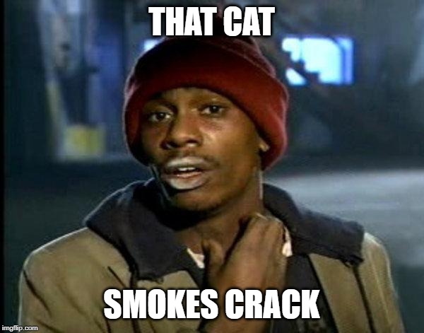 dave chappelle | THAT CAT SMOKES CRACK | image tagged in dave chappelle | made w/ Imgflip meme maker