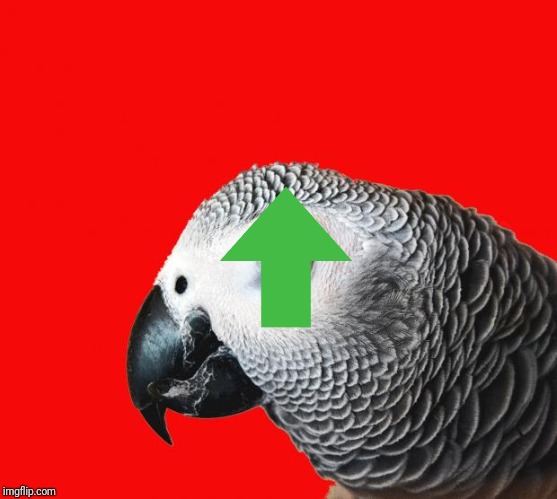Repeating Parrot named Cishet | image tagged in repeating parrot named cishet | made w/ Imgflip meme maker