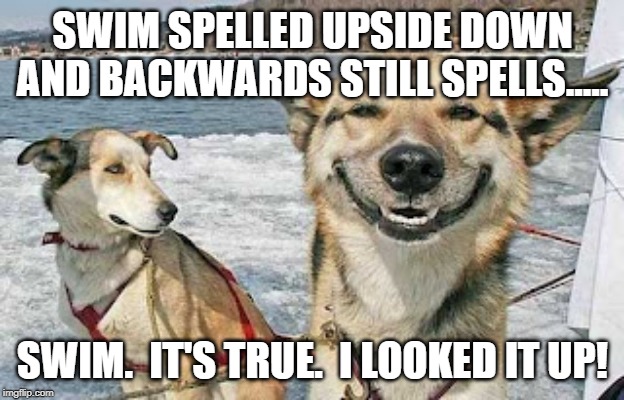 Original Stoner Dog Meme | SWIM SPELLED UPSIDE DOWN AND BACKWARDS STILL SPELLS..... SWIM.  IT'S TRUE.  I LOOKED IT UP! | image tagged in memes,original stoner dog | made w/ Imgflip meme maker