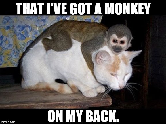 Oh Here It Comes Again...I Just Can't Shake The Crazy Feeling | THAT I'VE GOT A MONKEY; ON MY BACK. | image tagged in memes,kitten,crazy,feeling,monkey,on my back | made w/ Imgflip meme maker
