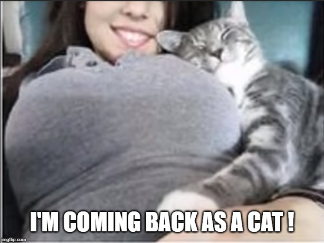 cuddle lumps | I'M COMING BACK AS A CAT ! | image tagged in boobsd,cat | made w/ Imgflip meme maker