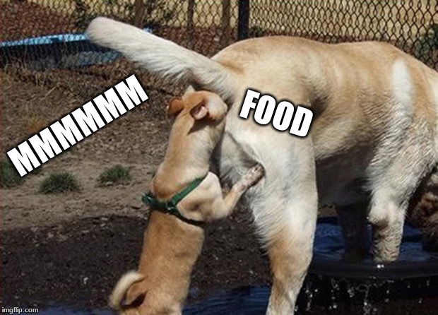 MMMMMM; FOOD | image tagged in animals | made w/ Imgflip meme maker