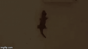 image tagged in gifs | made w/ Imgflip video-to-gif maker