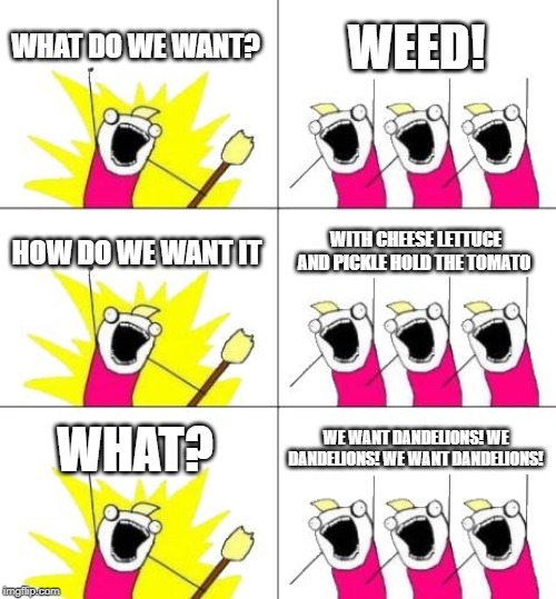 What Do We Want 3 | WHAT DO WE WANT? WEED! HOW DO WE WANT IT; WITH CHEESE LETTUCE AND PICKLE HOLD THE TOMATO; WHAT? WE WANT DANDELIONS! WE DANDELIONS! WE WANT DANDELIONS! | image tagged in memes,what do we want 3 | made w/ Imgflip meme maker