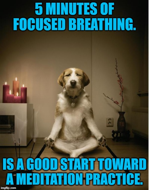 Or even just one minute if 5 feels too difficult. You can always work up. | 5 MINUTES OF FOCUSED BREATHING. IS A GOOD START TOWARD A MEDITATION PRACTICE. | image tagged in dog meditation funny,memes,nixieknox,keep calm | made w/ Imgflip meme maker