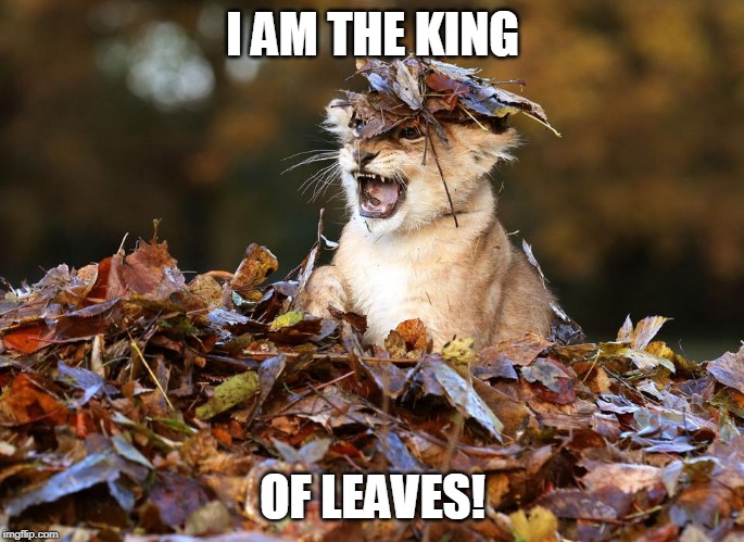 KING | I AM THE KING; OF LEAVES! | image tagged in lion,cat | made w/ Imgflip meme maker