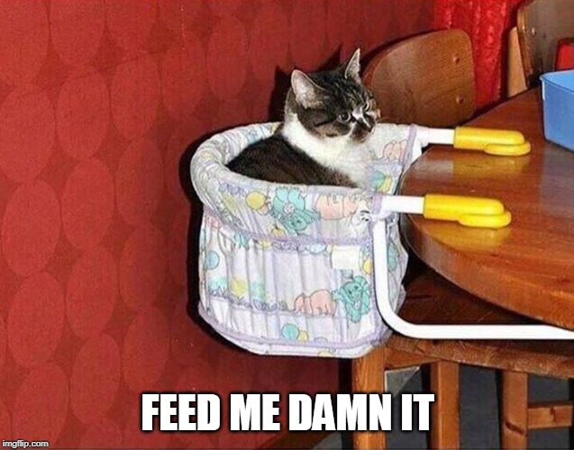 FOOD! | FEED ME DAMN IT | image tagged in feed me cat,cat,funny | made w/ Imgflip meme maker