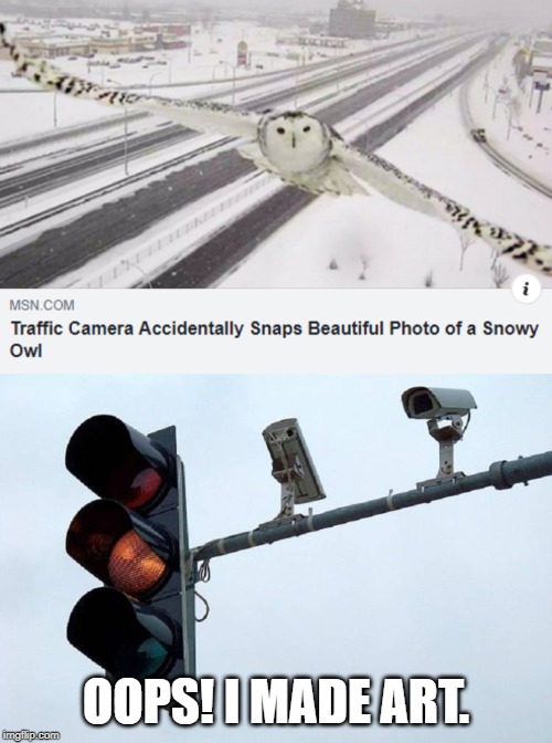 OOPS! I MADE ART. | image tagged in traffic cam,traffic,owl | made w/ Imgflip meme maker