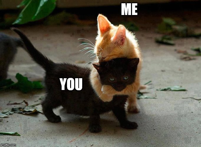 kitten hug | ME YOU | image tagged in kitten hug | made w/ Imgflip meme maker
