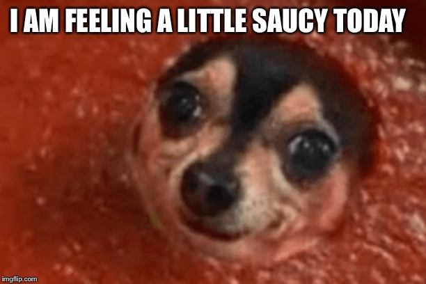 A saucy doggo | I AM FEELING A LITTLE SAUCY TODAY | image tagged in spice,dogs,doggos,funny,memes,sauce | made w/ Imgflip meme maker