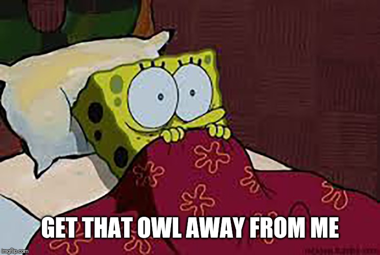 Scared Sponge Bob | GET THAT OWL AWAY FROM ME | image tagged in scared sponge bob | made w/ Imgflip meme maker