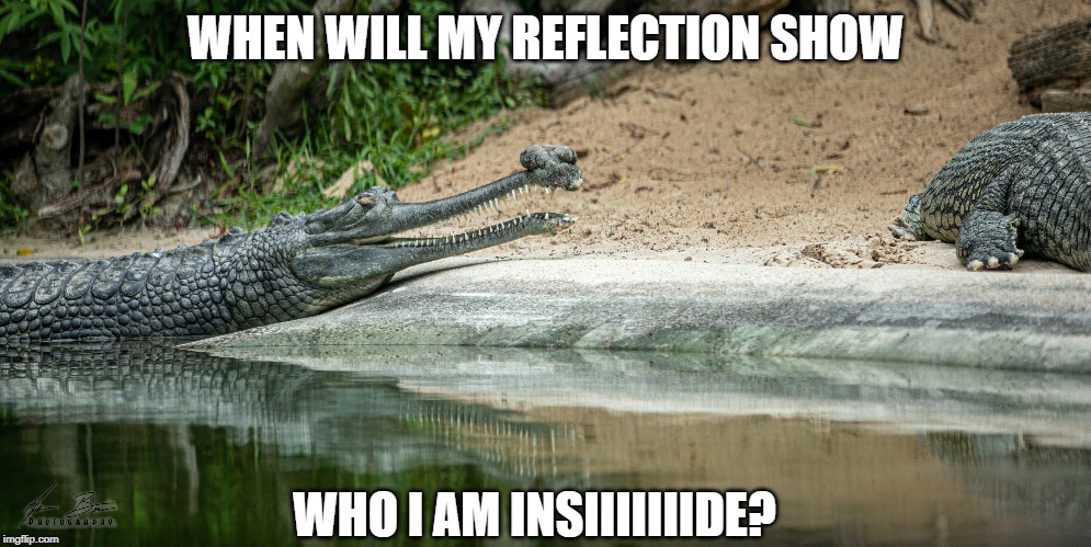 WHEN WILL MY REFLECTION SHOW; WHO I AM INSIIIIIIIDE? | image tagged in funny animals | made w/ Imgflip meme maker