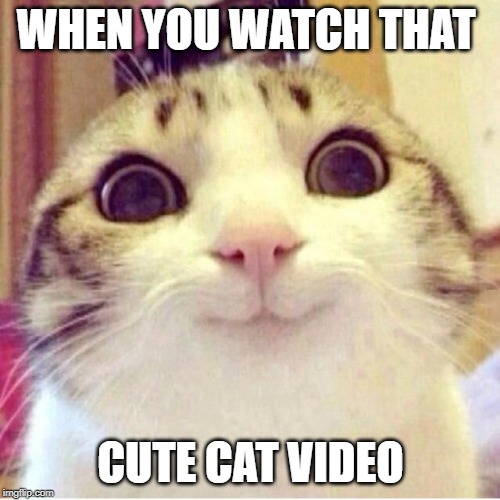Cats are the best, am I right? | WHEN YOU WATCH THAT; CUTE CAT VIDEO | image tagged in happy cat | made w/ Imgflip meme maker
